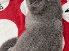 -东莞宠友24H宠物中心医院·转诊夜诊·异宠(新河北路院)