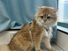 -瑞派·关忠动物医院·猫专科·犬专科(三环新城店)