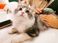 雪球-飞行喵MR PILOT|猫舍·猫咖(静安大融城店)