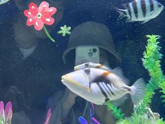 -烟台海昌鲸鲨海洋公园