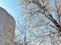 -桃花堤公园