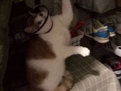-瑞派宠物医院·24h·骨外科·皮肤科·全科宠物医疗转诊中心(沈阳浑南院)