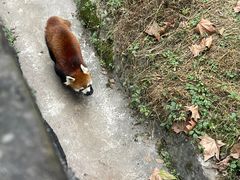 -都江堰中华大熊猫苑