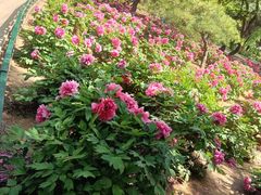 -石家庄市植物园