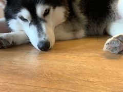 -Husky Go! 哈士奇体验馆·宠物咖啡厅狗咖