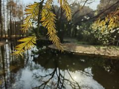 -上海共青森林公园