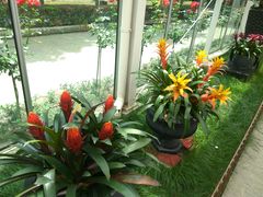 -上海鲜花港
