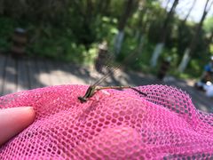 -桤木河湿地公园