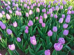 -石家庄市植物园