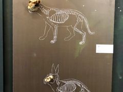 -北京周口店北京人遗址博物馆