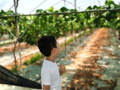 -金谷域澳洲庄园