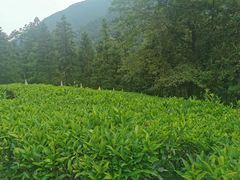 -姑婆山旅游区