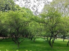 -武汉大学-樱园