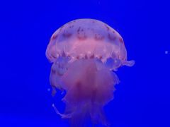 -上海海洋水族馆