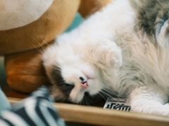 -咖法森林·咖啡  酒吧(天河店)