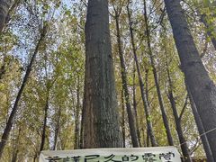 -林间山庄