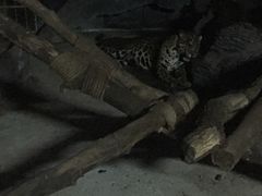 -清迈夜间动物园