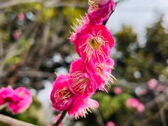 -顾村公园