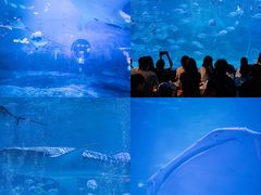 -烟台海昌鲸鲨海洋公园