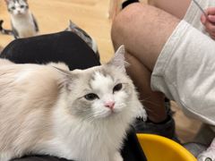 -有喵·猫咖·狗咖·30几只猫10只小狗(岗厦店)