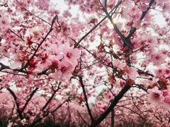 -白塘生态植物园