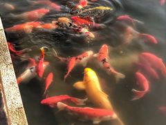 -天目湖涵田半山温泉