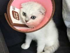 -瑞鹏宠物医院·爱宠堂·骨外专科(西荷分院)