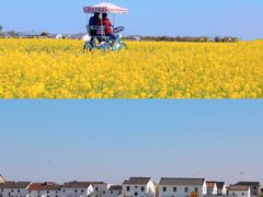 -桑洲油菜花景区