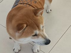 -怪兽屋·羊驼·猫咖·狗咖(俊华广场店)