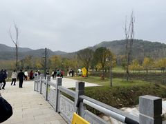 -千年银杏谷文化旅游区