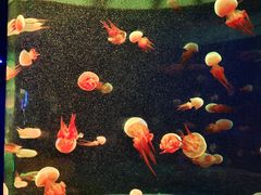 -欢乐海岸海洋奇梦馆