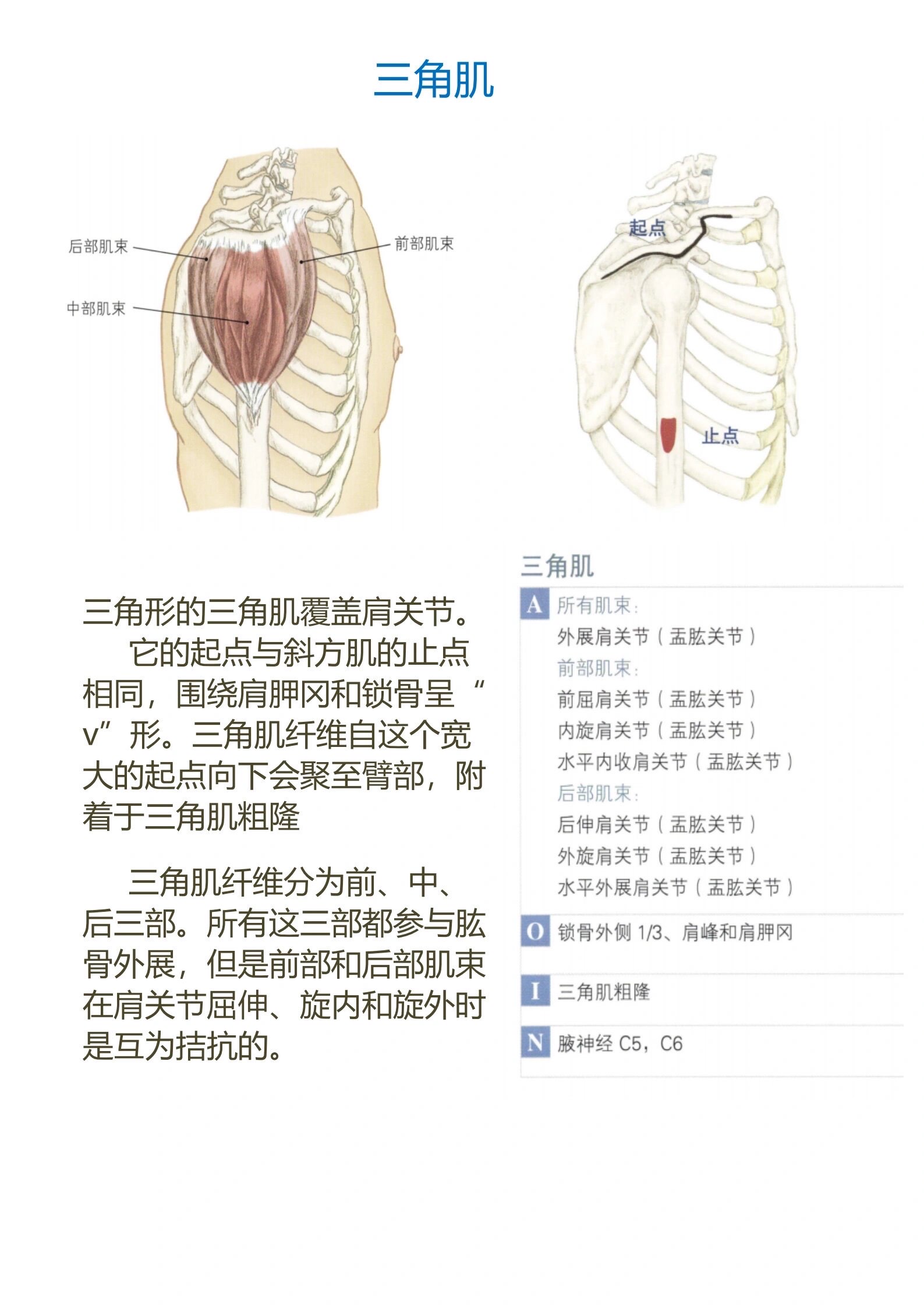 头后大直肌起止点图片