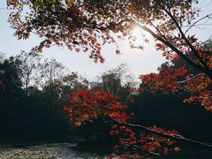 -上海植物园·停车场