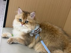 -瑞派康怡24h宠物医院·犬猫医疗中心·微创绝育(瑞景分院)