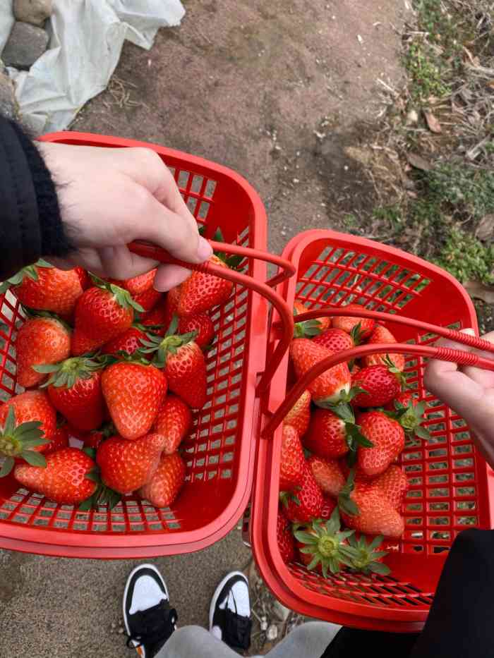 摘草莓的照片 真实图片