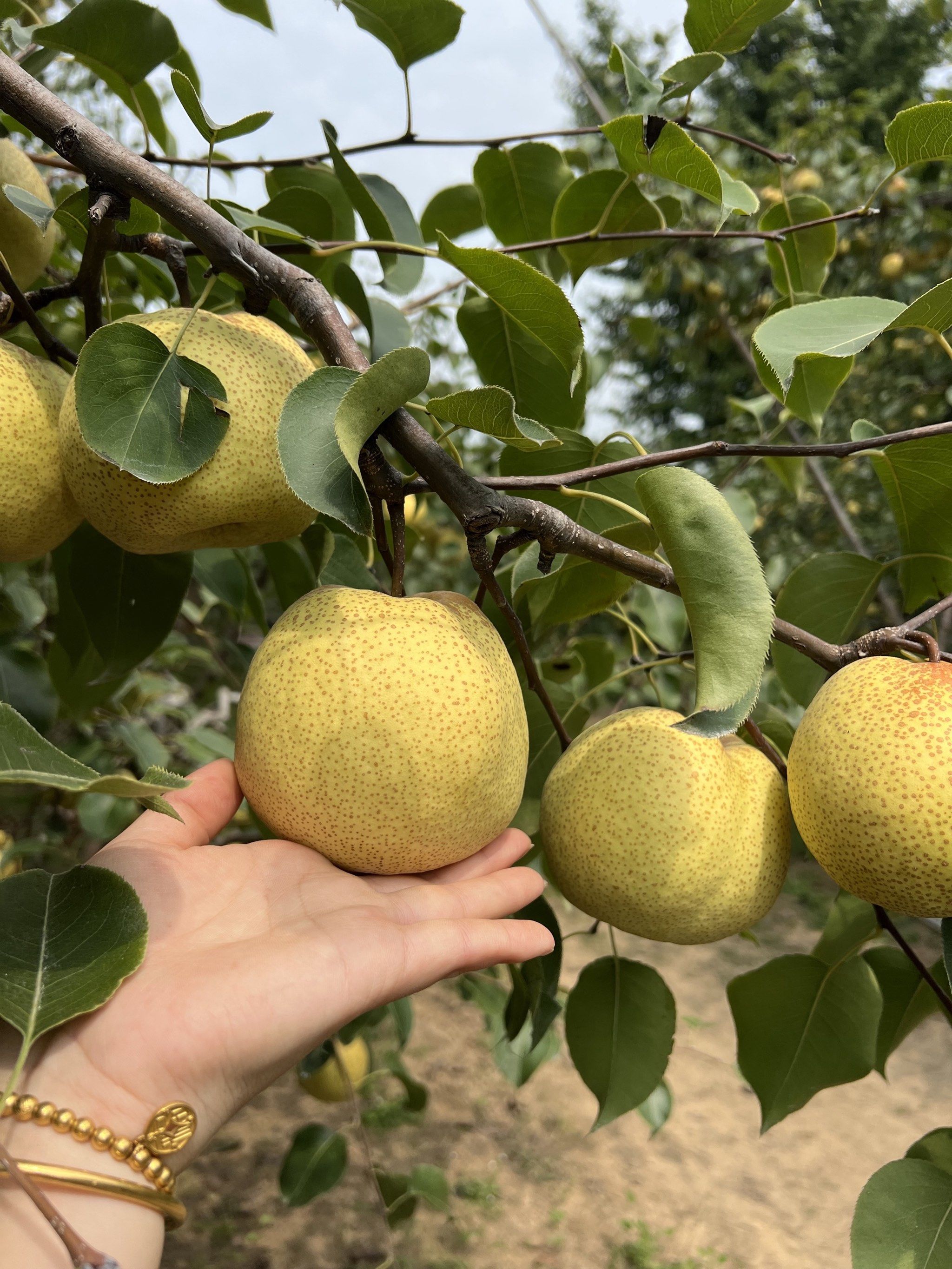 巨无霸软萌梨子来袭!