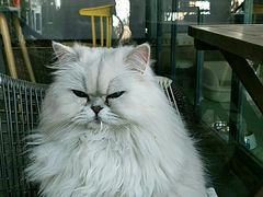 -喵屿·大理花园猫咖