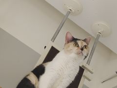 -Cappucimeow猫咪咖啡馆(韦伯时代店)