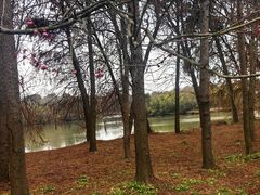 -上海海湾国家森林公园