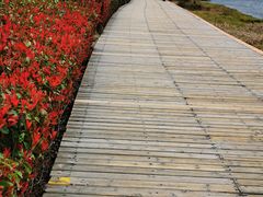 -腾冲北海湿地