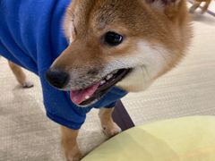 -逗柴咖啡屋·狗咖猫咖宠物桌游