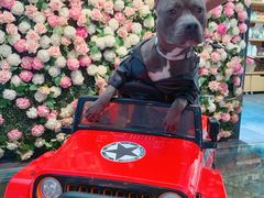 -百好乐宠物友好餐厅(朝外大街店)