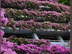 -深圳市中科院仙湖植物园