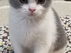 -喵zoo家庭繁育猫舍(尖东智能花园店)