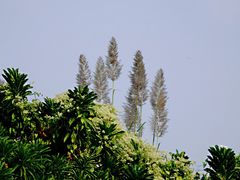 -芒洲湿地公园