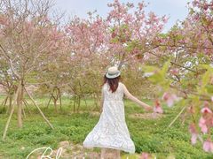 -天适樱花悠乐园