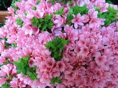 -双季花艺园艺市场(浦东店)