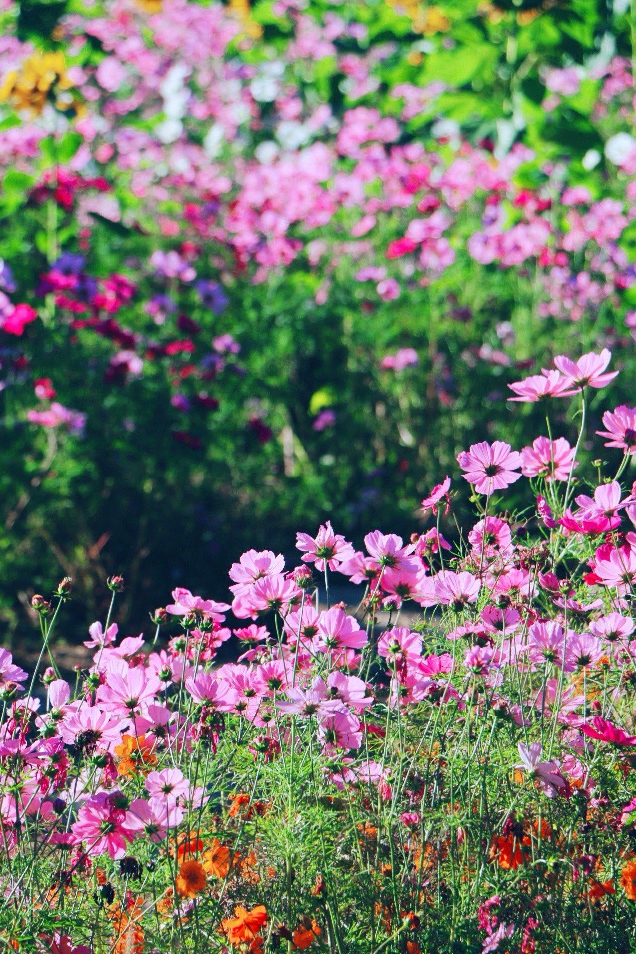 秋日奥森波斯菊的绚烂持续火爆中
