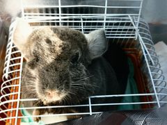 -北京观赏动物医院·24小时大型综合·猫专科·异宠专科