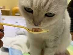 -藏猫猫咖啡主题馆(中央大道店)